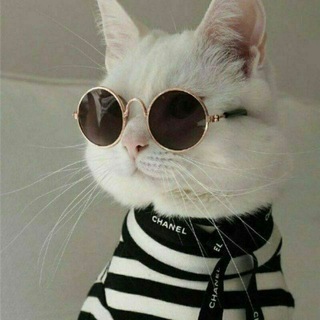 Cat Lovers