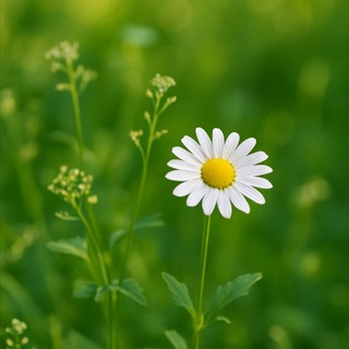 Natural beauty