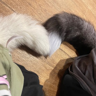 🐾стая норкис╺⃝⃤ Chat