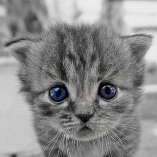 Котики