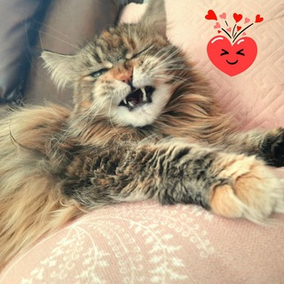 Maine Coon's live
