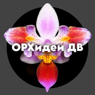 ОРХидеи DV