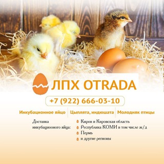 ОТРАДА Птицеводство, инкубационное яйцо.