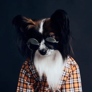 Ozzy и его команда