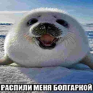 meowшка :33