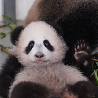 Залипанда 🐼 Panda TV
