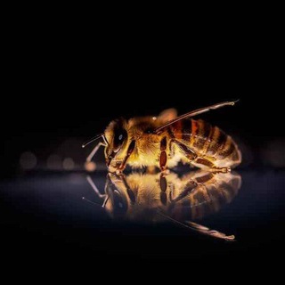 Пасека Pavelbee