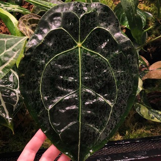 Peace of jungle