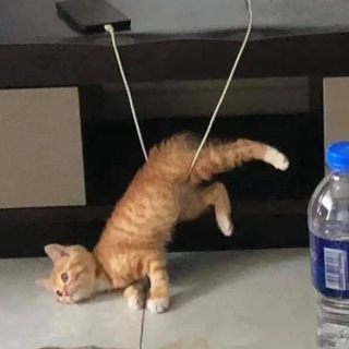 danyok!