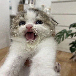 Пердючка