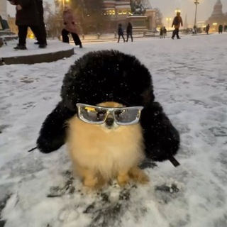 Пёсельная