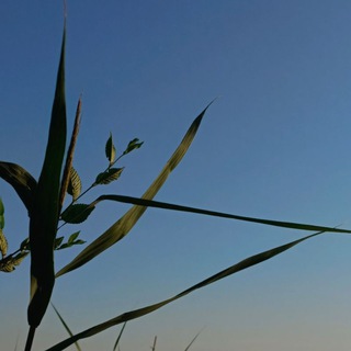 photo_sss