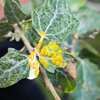 Защита растений plant protection🐛🐞🪴🔬