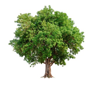 PlanTree Group