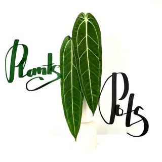 Plants&Pots