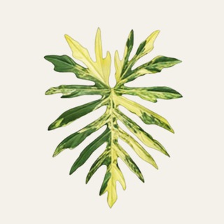 Variegated Zone