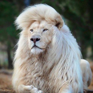 LION CAMP