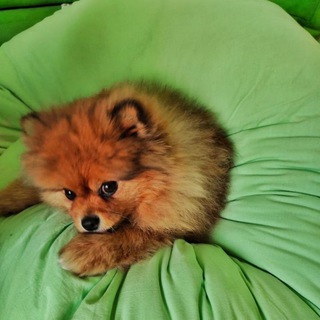 Померанский шпиц 🐕 Pomeranian Spitz 🐕
