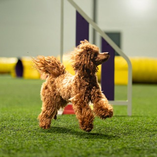 poodle.tofa