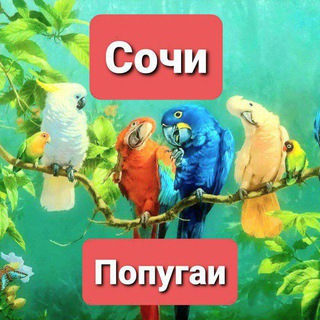 Попугаи в Сочи