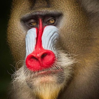 Funny animal planet