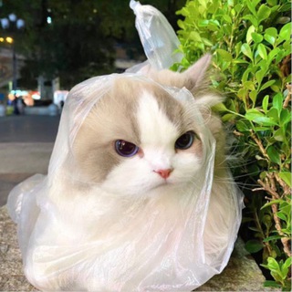 🌹ℛℴ𝓏𝒶 𝓅𝓇ℴℴ𝒻𝓈²⁸⁰⁰🐈