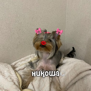 Никоша🎧