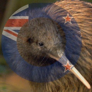 Qurious Kiwi Chat