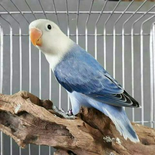 Yaypan qush bozori
