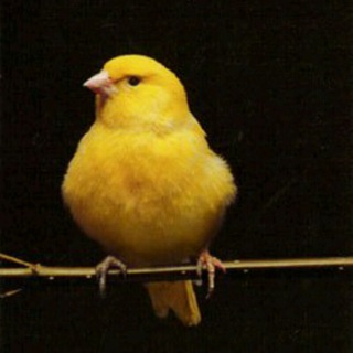 🦜🦜🦜Qush ishqibozlar🦜🦜🦜
