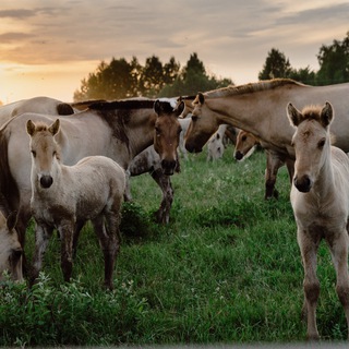 Отдых Ранчо на Урале 🐴