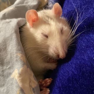 Rat mother