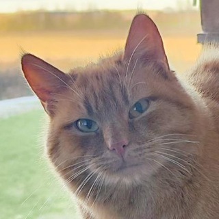 КОТЕЛЬ