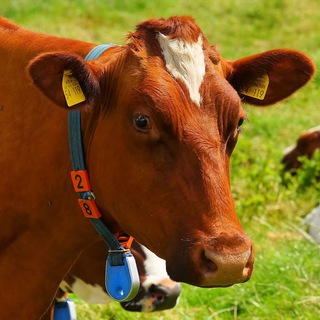 RoboMilk