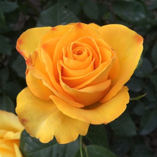 roses_snk