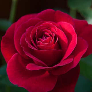Rose tradecoin