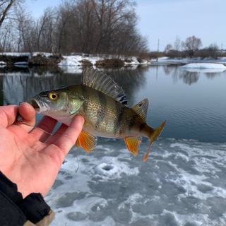 Angler Okun | О рыбалке и не только