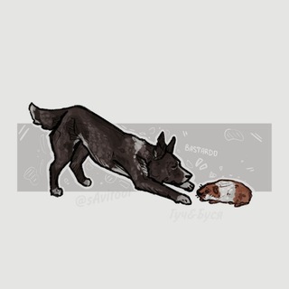 Жизнь чихуа с авито и сатиновой дрт🐾