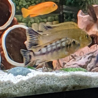 samaqualabs