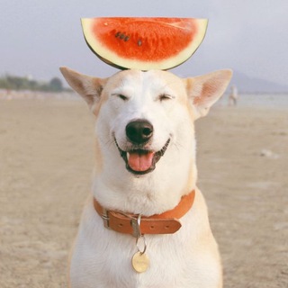 Самуи & Питомцы / Samui & Pets