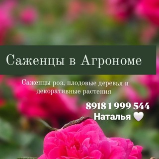 Саженцы в Агрономе "У Натальи" розы,плодовые и декоративные растения