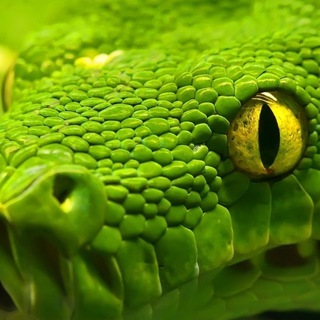 RazorSnakeQQ stream