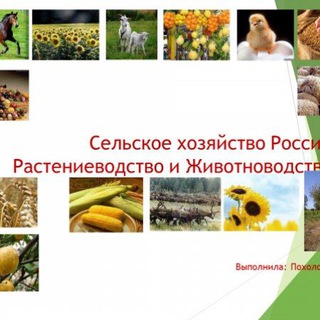 СЕЛЬСКОЕ ХОЗЯЙСТВО РОССИИ