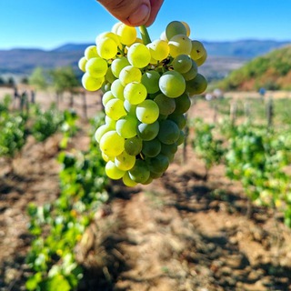 Коку́рные истории 🍷