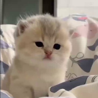 дейз FLIP DAO