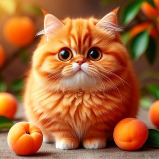 😸Симба Чат / Чат с Котиками Арти / Мур-Мяу ✨
