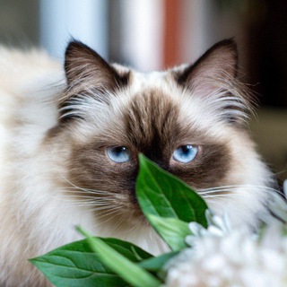 скинь кота