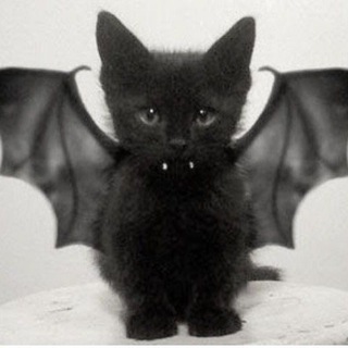 kittens🖤