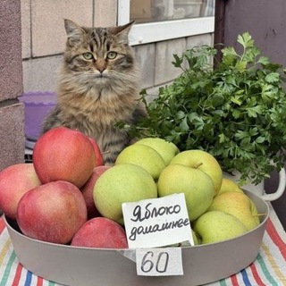 крошки кошки