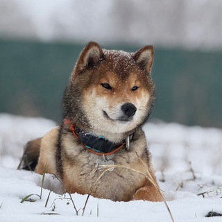 Японник 🦊